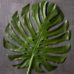 Budget 🎉 6 Pack: Green Monstera Leaf Stem by Ashland® 🔔 -Outlet Yuletide Joy Store MP230926 22