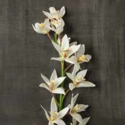 Deals 🥰 8 Pack: Cream Boat Orchid Stem by Ashland® 👏 8 Deals 🥰 8 Pack: Cream Boat Orchid Stem by Ashland® 👏 -Outlet Yuletide Joy Store MP230929 25