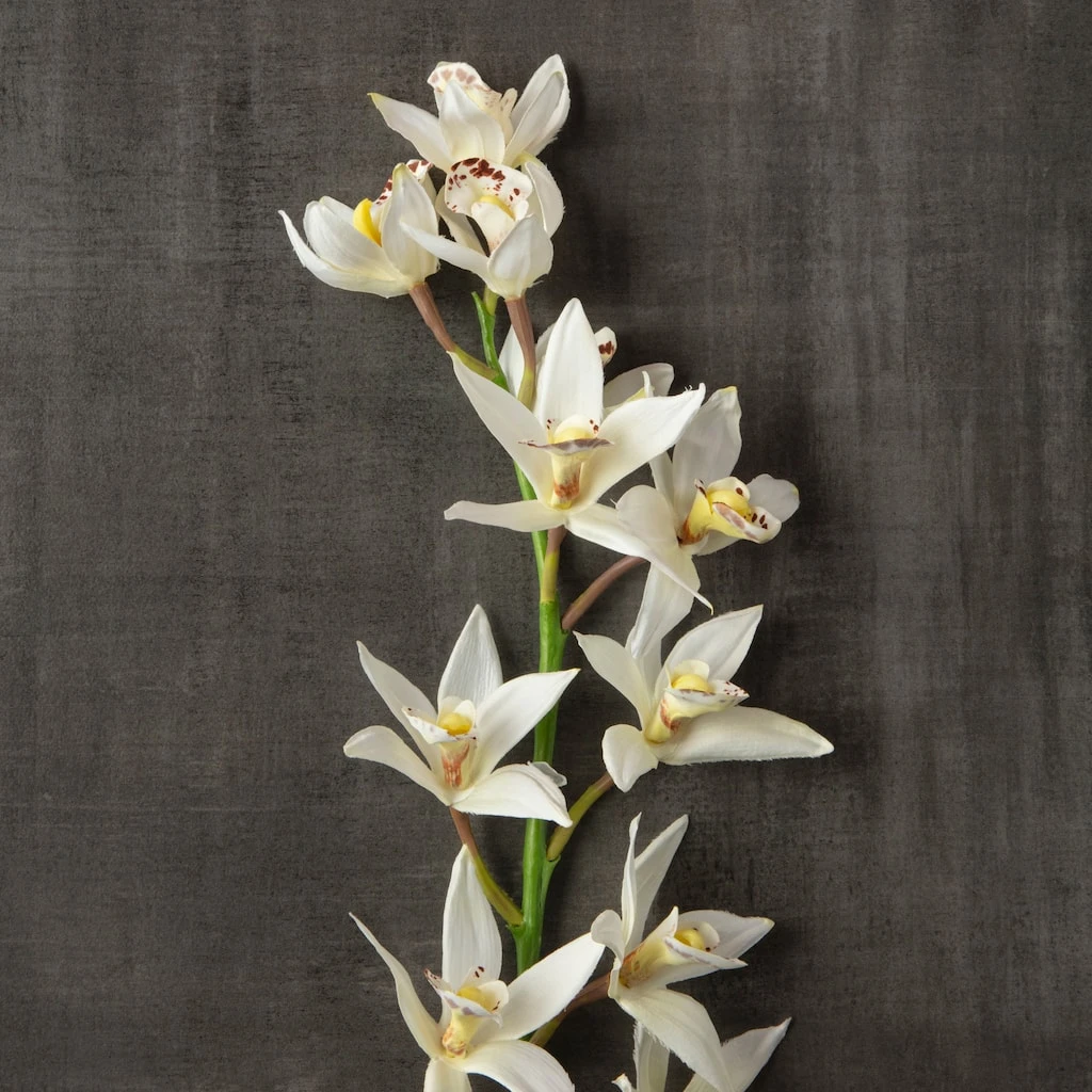 Deals 🥰 8 Pack: Cream Boat Orchid Stem by Ashland® 👏 5 Deals 🥰 8 Pack: Cream Boat Orchid Stem by Ashland® 👏 - Image 3