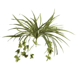 Promo ⌛ 12 Pack: Green Spider Bush by Ashland® 😉