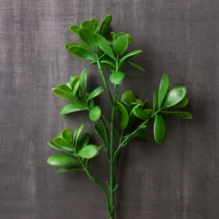 Coupon 🤩 12 Pack: Green Crassula Spray by Ashland® ✔️ -Outlet Yuletide Joy Store MP262977 22