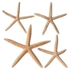 Best deal ✔️ 6 Packs: 4 ct. (24 total) White Glitter Starfish by Ashland® ⌛