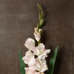 Cheap 🔔 12 Pack: White Gladiolus Stem by Ashland® 🔥 -Outlet Yuletide Joy Store MP297020 25