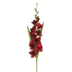 Promo 🤩 12 Pack: Dark Red Gladiolus Stem by Ashland® ❤️