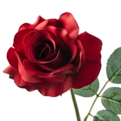 Best reviews of ✔️ 12 Pack: Dark Red Princess Rose by Ashland® ⭐ -Outlet Yuletide Joy Store MP297101 20