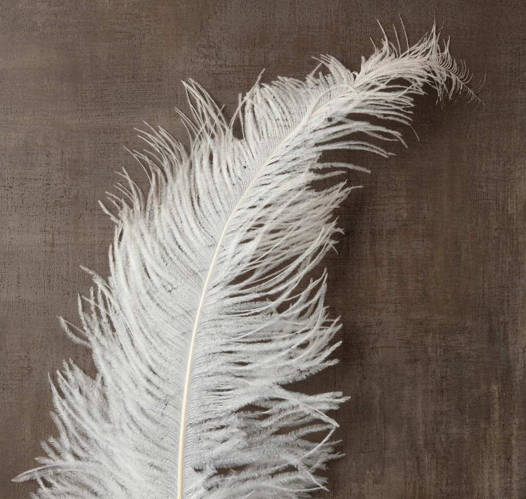 Budget 😉 12 Pack: Ivory Ostrich Feather by Ashland® ✔️ 4 Budget 😉 12 Pack: Ivory Ostrich Feather by Ashland® ✔️ - Image 2