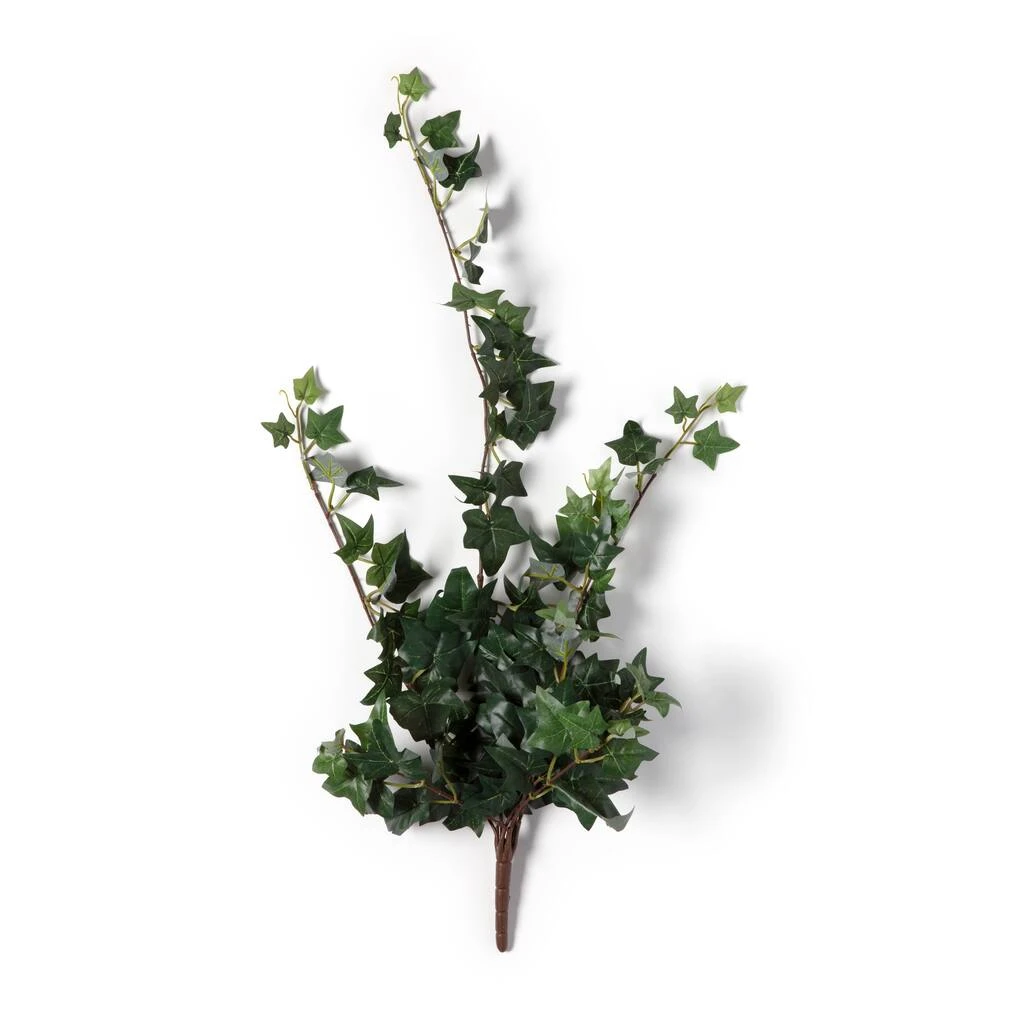 Outlet 💯 12 Pack: Assorted Mini English Ivy Bush by Ashland® 🔔 8 Outlet 💯 12 Pack: Assorted Mini English Ivy Bush by Ashland® 🔔 - Image 6