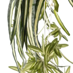 Best Sale 🎉 12 Pack: Light Green Variegated Spider Bush by Ashland® ✔️ -Outlet Yuletide Joy Store MP308650 20