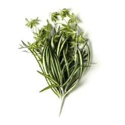 Best Sale 🎉 12 Pack: Light Green Variegated Spider Bush by Ashland® ✔️ -Outlet Yuletide Joy Store MP308650 21