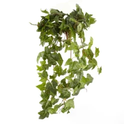 Top 10 🎉 12 Pack: German Ivy Bush by Ashland® ✔️