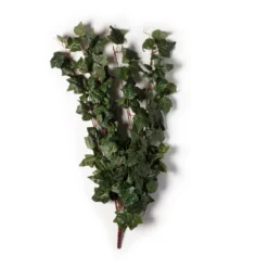 Top 10 🎉 12 Pack: German Ivy Bush by Ashland® ✔️ -Outlet Yuletide Joy Store MP335273 21