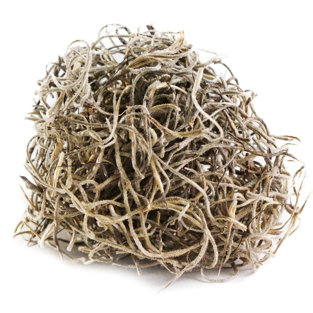 Top 10 π₯° 24 Pack: Spanish Moss by Ashland® π 4 Top 10 π₯° 24 Pack: Spanish Moss by Ashland® π - Image 2