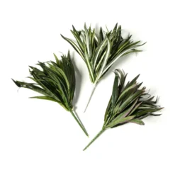 Cheapest ⌛ 12 Pack: Assorted Cordyline Bush by Ashland® ❤️ -Outlet Yuletide Joy Store MP356827 21