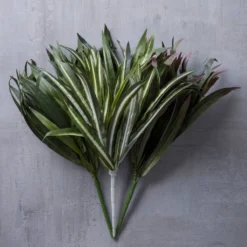 Cheapest ⌛ 12 Pack: Assorted Cordyline Bush by Ashland® ❤️ -Outlet Yuletide Joy Store MP356827 22