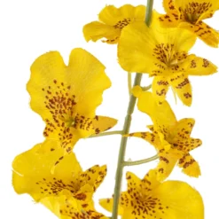 Buy ✨ 12 Pack: Yellow Dancing Orchid by Ashland® ⭐ -Outlet Yuletide Joy Store MP381029 20