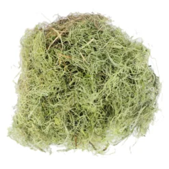 Wholesale 🎁 24 Pack: Basil Green Spanish Moss by Ashland® 🤩 -Outlet Yuletide Joy Store MP382824 2