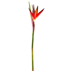 Cheap ✔️ 12 Pack: Tropical Bird of Paradise Stem by Ashland® 🛒
