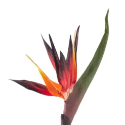 Cheap ✔️ 12 Pack: Tropical Bird of Paradise Stem by Ashland® 🛒 -Outlet Yuletide Joy Store MP390624 20