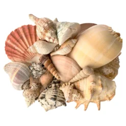 Cheapest 💯 6 Pack: Mixed Shells Value Bag by Ashland® ⭐