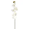 Brand new π€© 16 Pack: White Moth Orchid Stem by Ashland® π― 1 Brand new π€© 16 Pack: White Moth Orchid Stem by Ashland® π― -Outlet Yuletide Joy Store MP413038 1