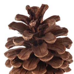 Best Sale ⭐ 12 Pack: Pinecone Bag by Ashland® 🥰 -Outlet Yuletide Joy Store MP424644 20