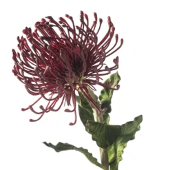 Top 10 🎉 12 Pack: Red Pincushion Protea Stem by Ashland® 🛒 -Outlet Yuletide Joy Store MP430478 20