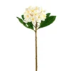 Deals ✔️ 12 Pack: White Frangipani Stem by Ashland® 😀 -Outlet Yuletide Joy Store MP450428 1