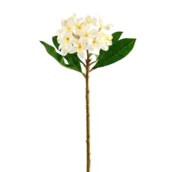 Deals ✔️ 12 Pack: White Frangipani Stem by Ashland® 😀