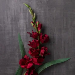 Hot Sale 🌟 12 Pack: Burgundy Gladiolus Stem by Ashland® ✨ -Outlet Yuletide Joy Store MP451146 22