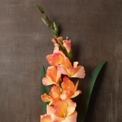 New 🧨 12 Pack: Salmon Gladiolus Stem by Ashland® ✨ -Outlet Yuletide Joy Store MP451152 25