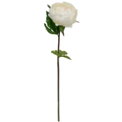 Best reviews of ✔️ 12 Pack: White King Peony Stem by Ashland® ⭐