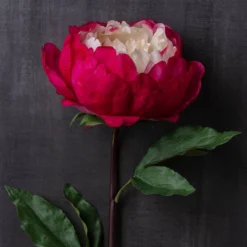 Best reviews of ⌛ 12 Pack: Fuchsia King Peony Stem by Ashland® 💯 -Outlet Yuletide Joy Store MP501483 22