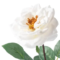 Cheapest 🔔 12 Pack: White Orlane Rose Stem by Ashland® ✔️ -Outlet Yuletide Joy Store MP501485 20