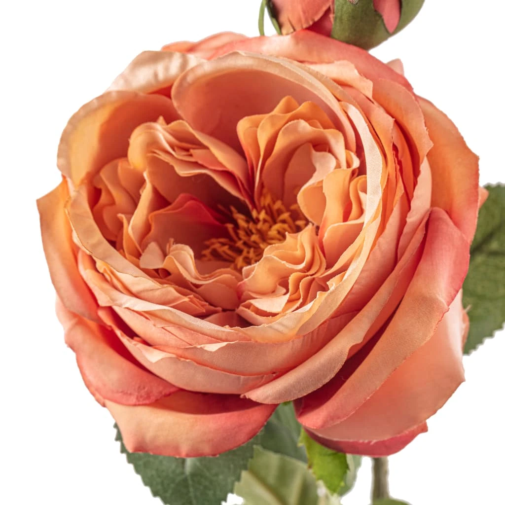 Best Sale ❤️ 12 Pack: Pink Coral English Rose Stem by Ashland® ⭐ 6 Best Sale ❤️ 12 Pack: Pink Coral English Rose Stem by Ashland® ⭐ - Image 4