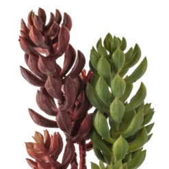 Flash Sale 🎁 24 Pack: Assorted 3 Head Succulent Pick by Ashland® 💯 -Outlet Yuletide Joy Store MP546921 20