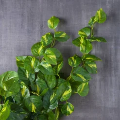 Deals 🔥 12 Pack: Hanging Philo Bush by Ashland® ⭐ -Outlet Yuletide Joy Store MP547222 22