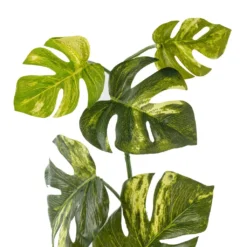 Best deal ❤️ 12 Pack: Split Hanging Philo Bush by Ashland® ❤️ -Outlet Yuletide Joy Store MP547223 20