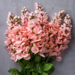 Best Sale 🧨 12 Pack: Coral Wisteria Bush by Ashland® 🔔 -Outlet Yuletide Joy Store MP547397 22