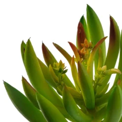 Best Sale 👍 12 Pack: Assorted Succulent Pick by Ashland® 🔥 -Outlet Yuletide Joy Store MP547488 20