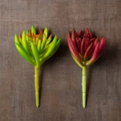 Best Sale 👍 12 Pack: Assorted Succulent Pick by Ashland® 🔥 -Outlet Yuletide Joy Store MP547488 25