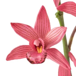 Best Pirce ⭐ 6 Pack: Mauve Boat Orchid Spray by Ashland® ✔️ 11 Best Pirce ⭐ 6 Pack: Mauve Boat Orchid Spray by Ashland® ✔️ -Outlet Yuletide Joy Store MP626413 20