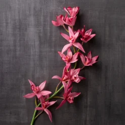 Best Pirce ⭐ 6 Pack: Mauve Boat Orchid Spray by Ashland® ✔️ 10 Best Pirce ⭐ 6 Pack: Mauve Boat Orchid Spray by Ashland® ✔️ -Outlet Yuletide Joy Store MP626413 22