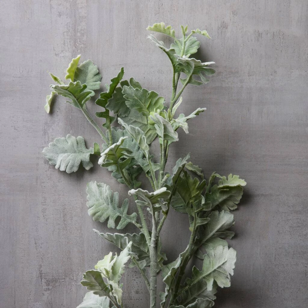 Best deal 🎉 6 Pack: Frosted Dusty Miller Spray by Ashland® ⭐ 7 Best deal 🎉 6 Pack: Frosted Dusty Miller Spray by Ashland® ⭐ - Image 5