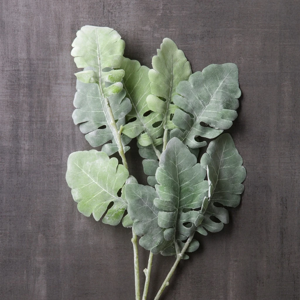 Best reviews of ✔️ 12 Pack: Green Dusty Miller Spray by Ashland® ⭐ 5 Best reviews of ✔️ 12 Pack: Green Dusty Miller Spray by Ashland® ⭐ - Image 3