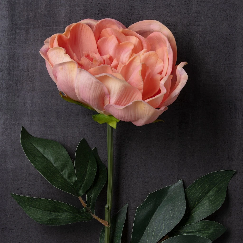 Brand new π 6 Pack: Blush Peony Stem by Ashland® π 7 Brand new π 6 Pack: Blush Peony Stem by Ashland® π - Image 5