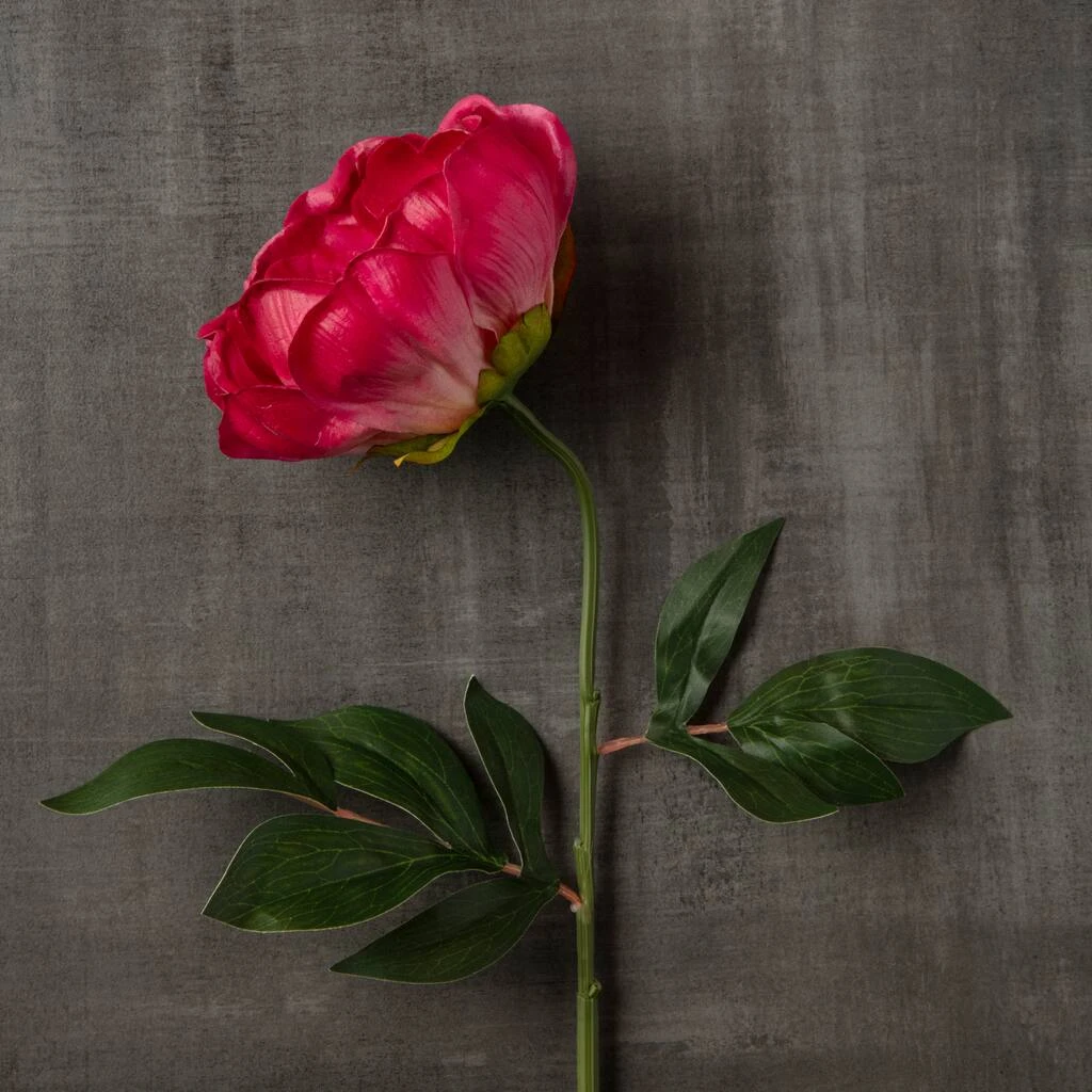 Best reviews of 🔔 6 Pack: Fuchsia Peony Stem by Ashland® 🛒 8 Best reviews of 🔔 6 Pack: Fuchsia Peony Stem by Ashland® 🛒 - Image 6