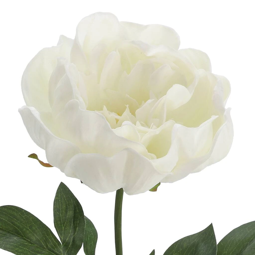 Promo π 12 Pack: White Peony Stem by Ashland® π 4 Promo π 12 Pack: White Peony Stem by Ashland® π - Image 2