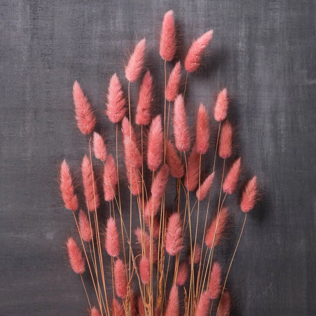 Discount 🥰 8 Pack: Assorted Lagurus Bundle by Ashland® ✨ 7 Discount 🥰 8 Pack: Assorted Lagurus Bundle by Ashland® ✨ - Image 5