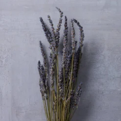 Brand new ❤️ 8 Pack: Lavender Grass Bundle by Ashland® 😀 11 Brand new ❤️ 8 Pack: Lavender Grass Bundle by Ashland® 😀 -Outlet Yuletide Joy Store MP628611 22