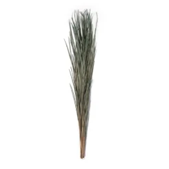 Cheapest ⌛ 8 Pack: Green Magnolia Flax Grass Bundle by Ashland® ⭐ -Outlet Yuletide Joy Store MP646374 21